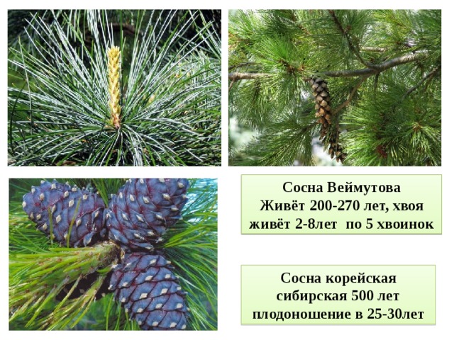 Сосна Веймутова Живёт 200-270 лет, хвоя живёт 2-8лет по 5 хвоинок Сосна Веймутова Живёт 200-270 лет, хвоя живёт 2-8лет по 5 хвоинок Сосна корейская сибирская 500 лет плодоношение в 25-30лет 