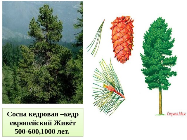 Сосна кедровая –кедр европейский Живёт 500-600,1000 лет. 