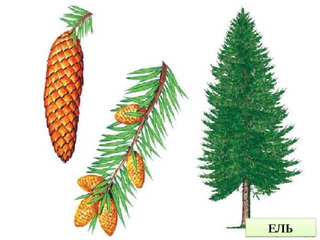 ЕЛЬ 