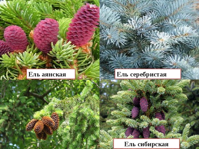 Ель аянская Ель серебристая Ель сибирская 