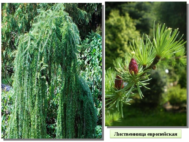 Лиственница европейская 