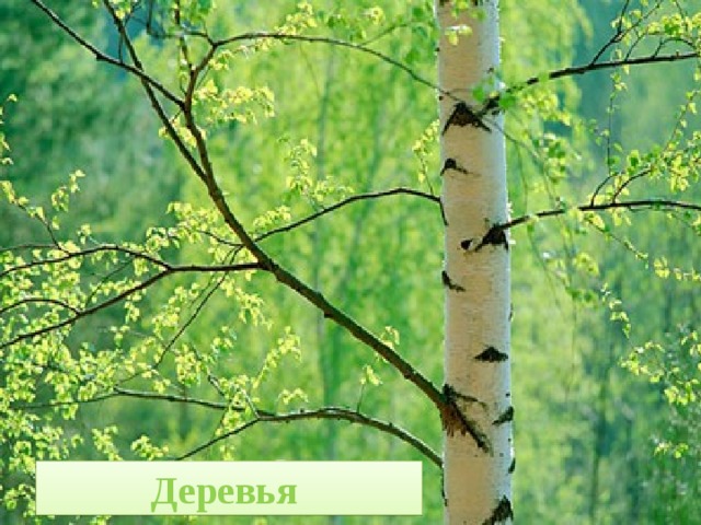 Деревья 