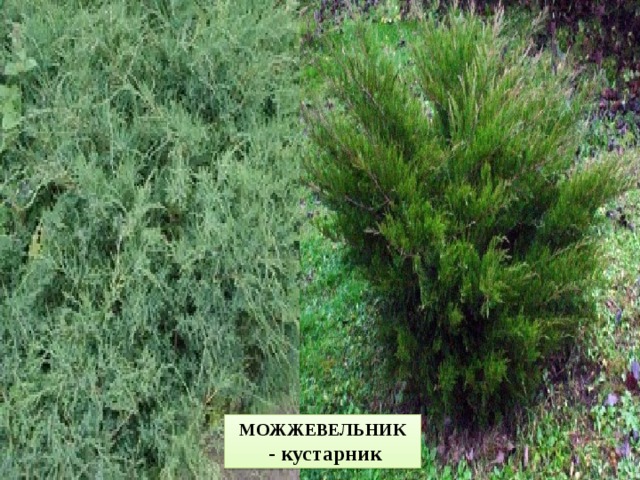 МОЖЖЕВЕЛЬНИК  - кустарник 