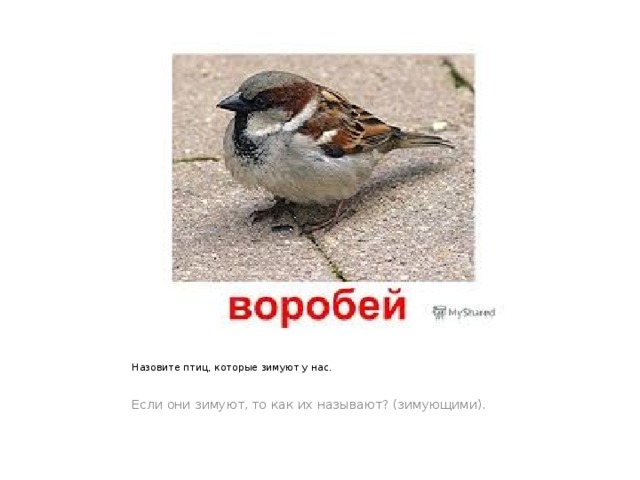 Назовите птиц, которые зимуют у нас. Если они зимуют, то как их называют? (зимующими). 