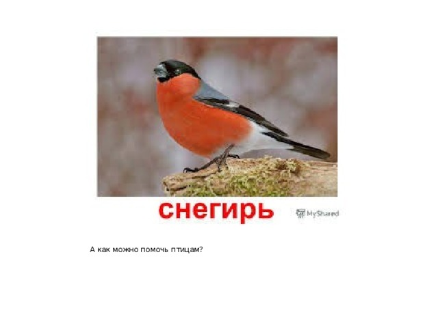 А как можно помочь птицам? 