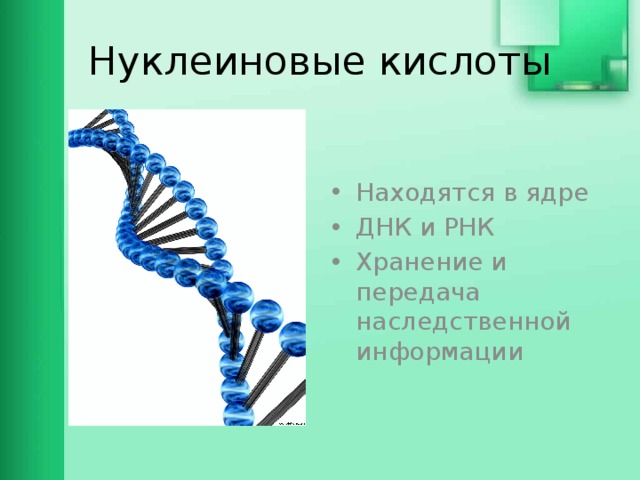 Нуклеиновые кислоты Находятся в ядре ДНК и РНК Хранение и передача наследственной информации 