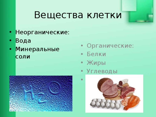 Вещества клетки Неорганические: Вода Минеральные соли Органические: Белки Жиры Углеводы Нуклеиновые кислоты 