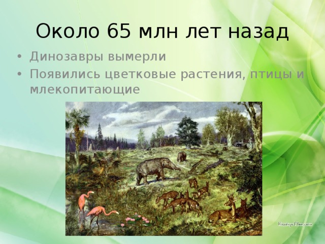 Около 65 млн лет назад Динозавры вымерли Появились цветковые растения, птицы и млекопитающие 