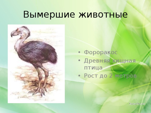 Вымершие животные Фороракос Древняя хищная птица Рост до 2 метров 