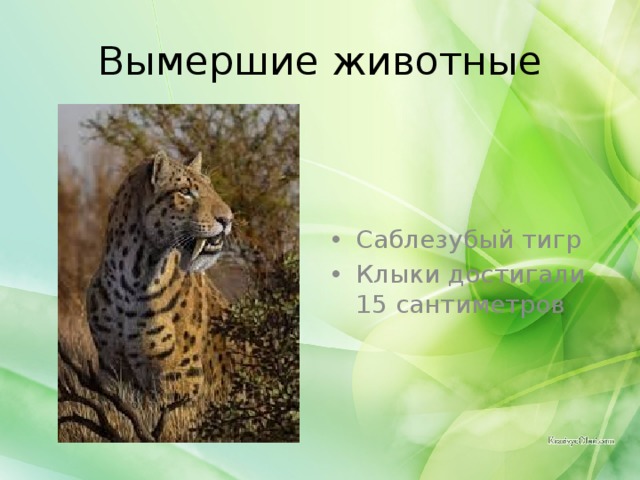 Вымершие животные Саблезубый тигр Клыки достигали 15 сантиметров 