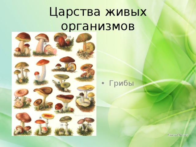 Царства живых организмов Грибы 