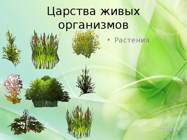 Царства живых организмов Растения 