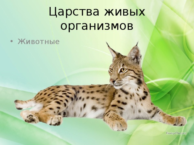 Царства живых организмов Животные 
