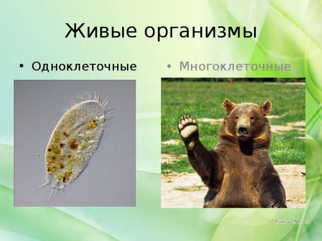 Живые организмы Одноклеточные Многоклеточные 