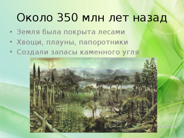 Около 350 млн лет назад Земля была покрыта лесами Хвощи, плауны, папоротники Создали запасы каменного угля 
