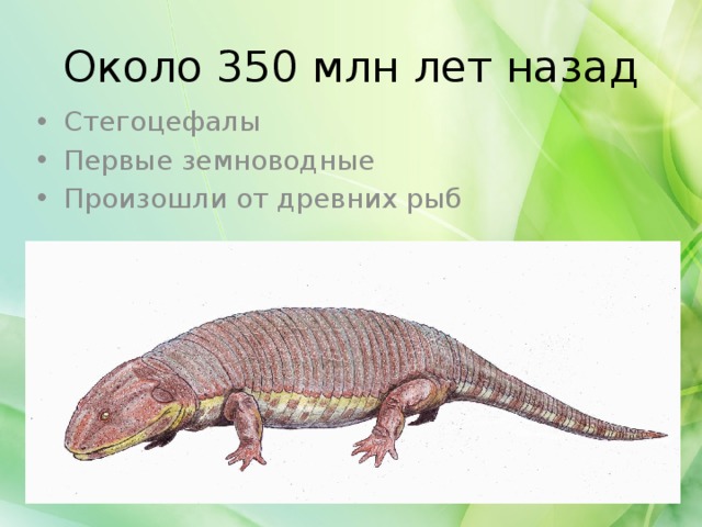 Около 350 млн лет назад Стегоцефалы Первые земноводные Произошли от древних рыб 