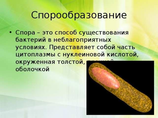 Спорообразование Спора – это способ существования бактерий в неблагоприятных условиях. Представляет собой часть цитоплазмы с нуклеиновой кислотой, окруженная толстой, прочной оболочкой 