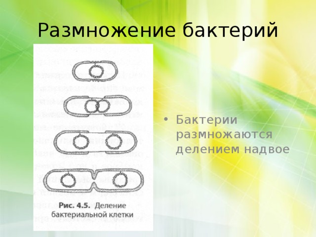 Размножение бактерий Бактерии размножаются делением надвое 