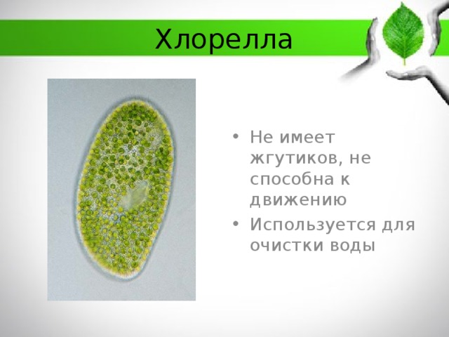 Хлорелла Не имеет жгутиков, не способна к движению Используется для очистки воды 