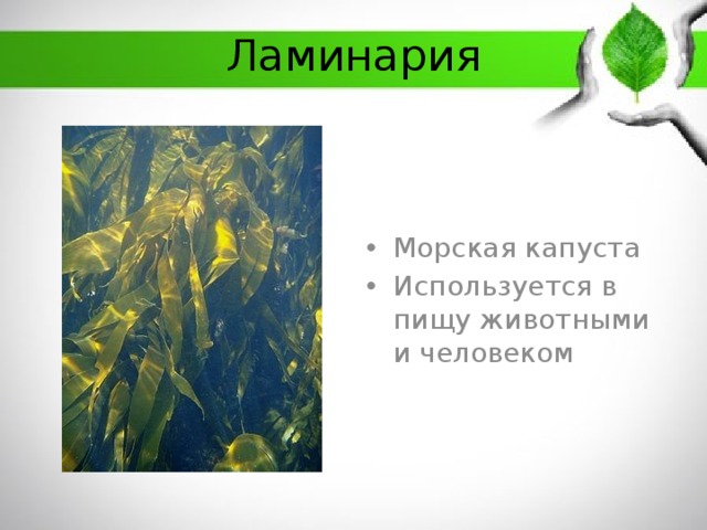 Ламинария Морская капуста Используется в пищу животными и человеком 