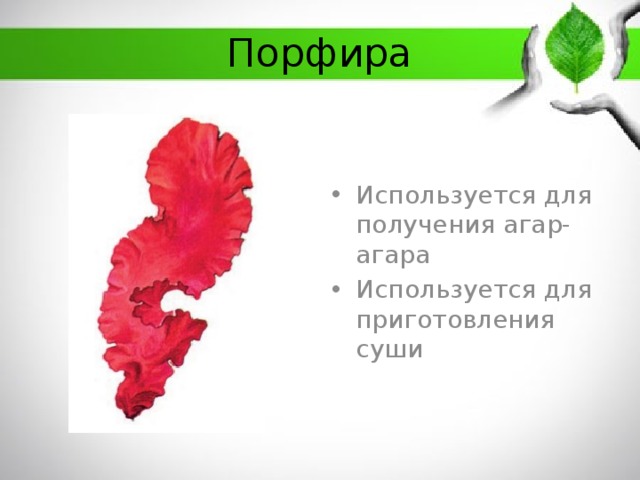 Порфира Используется для получения агар-агара Используется для приготовления суши 