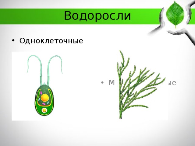 Водоросли Многоклеточные Одноклеточные 
