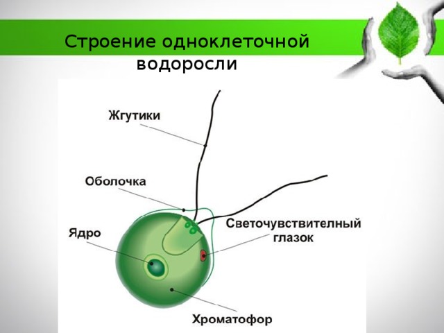 Строение одноклеточной водоросли 
