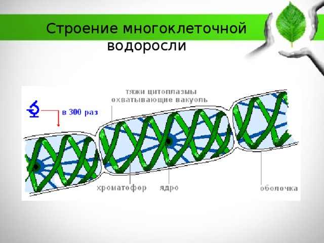 Строение многоклеточной водоросли 