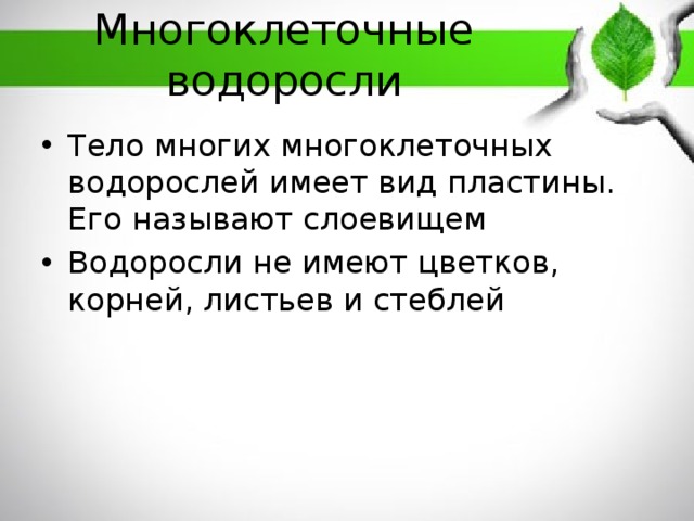 Многоклеточные водоросли Тело многих многоклеточных водорослей имеет вид пластины. Его называют слоевищем Водоросли не имеют цветков, корней, листьев и стеблей 