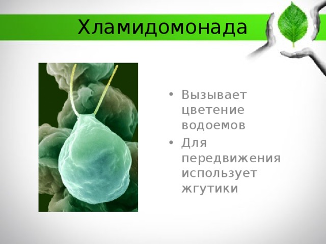 Хламидомонада Вызывает цветение водоемов Для передвижения использует жгутики 