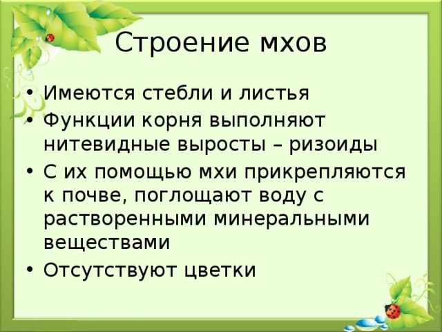Строение мхов Имеются стебли и листья Функции корня выполняют нитевидные выросты – ризоиды С их помощью мхи прикрепляются к почве, поглощают воду с растворенными минеральными веществами Отсутствуют цветки 
