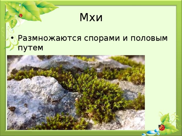 Мхи Размножаются спорами и половым путем Обитают во влажных местах 