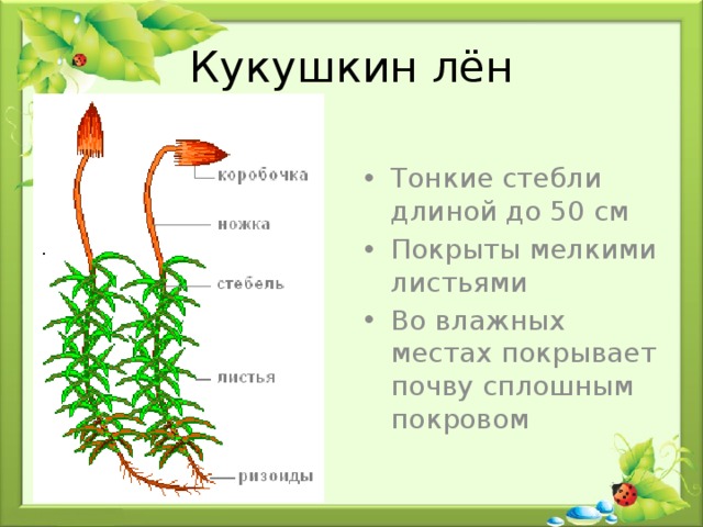 Кукушкин лён Тонкие стебли длиной до 50 см Покрыты мелкими листьями Во влажных местах покрывает почву сплошным покровом 