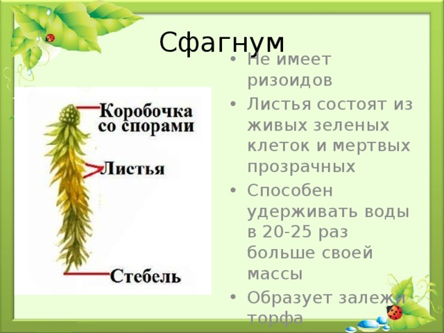 Сфагнум Не имеет ризоидов Листья состоят из живых зеленых клеток и мертвых прозрачных Способен удерживать воды в 20-25 раз больше своей массы Образует залежи торфа 