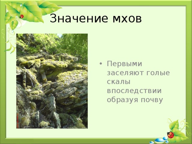 Значение мхов Первыми заселяют голые скалы впоследствии образуя почву 