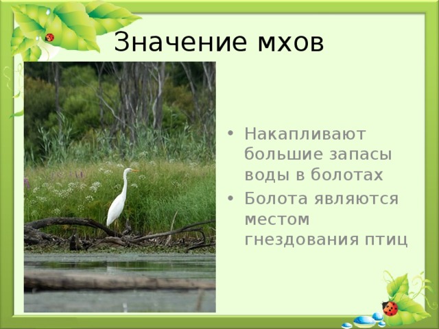 Значение мхов Накапливают большие запасы воды в болотах Болота являются местом гнездования птиц 