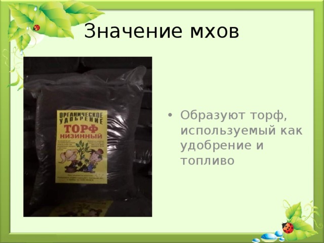 Значение мхов Образуют торф, используемый как удобрение и топливо 