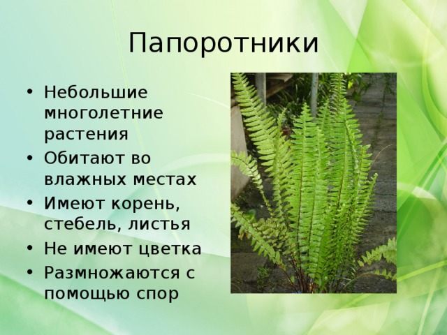 Папоротники Небольшие многолетние растения Обитают во влажных местах Имеют корень, стебель, листья Не имеют цветка Размножаются с помощью спор 