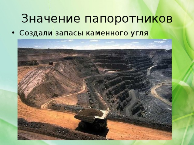 Значение папоротников Создали запасы каменного угля 