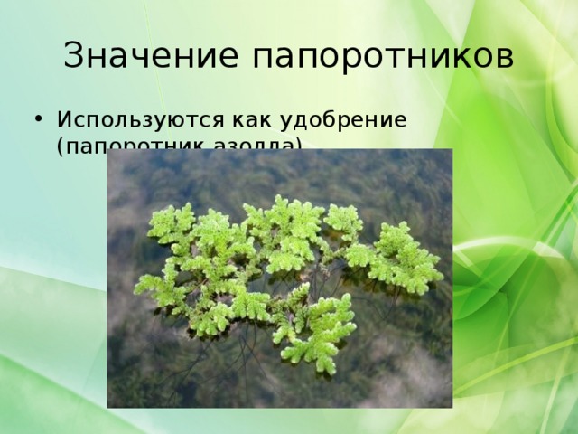 Значение папоротников Используются как удобрение (папоротник азолла) 