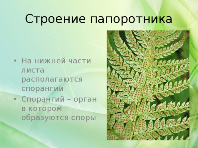 Строение папоротника На нижней части листа располагаются спорангии Спорангий – орган в котором образуются споры 