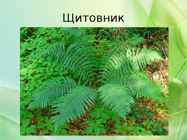 Щитовник 