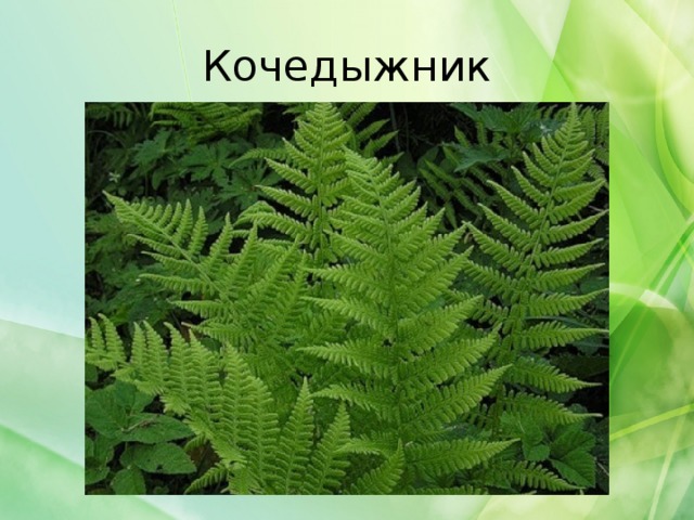 Кочедыжник 