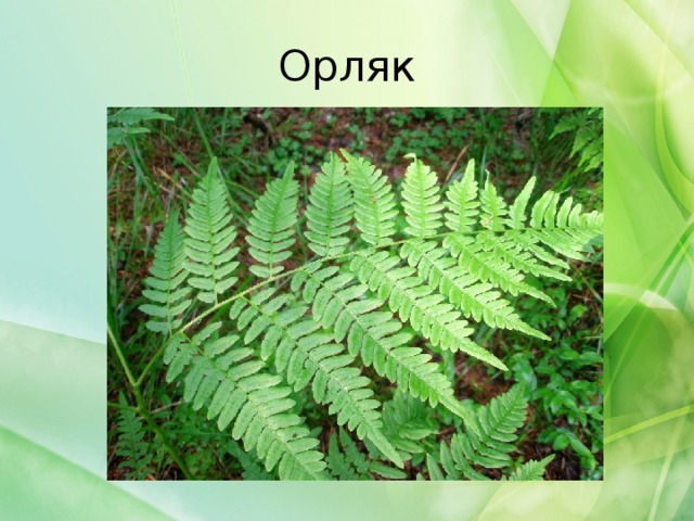 Орляк 