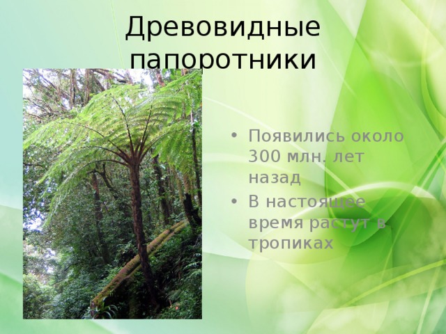 Древовидные папоротники Появились около 300 млн. лет назад В настоящее время растут в тропиках 