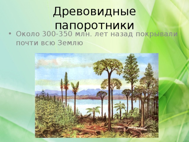 Древовидные папоротники Около 300-350 млн. лет назад покрывали почти всю Землю 