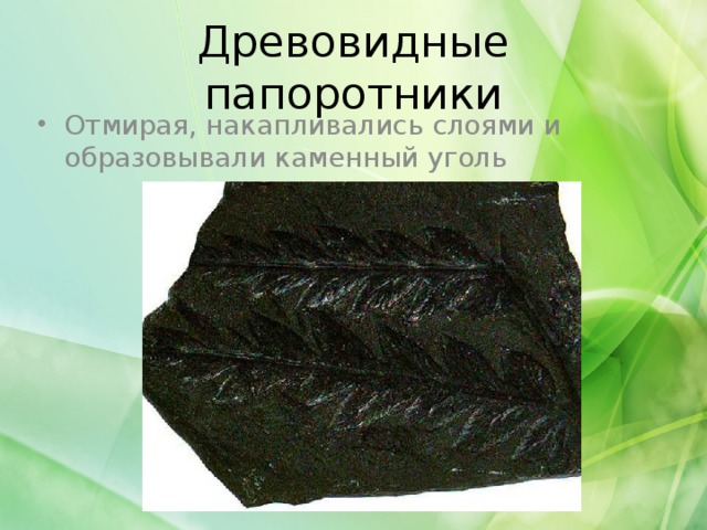 Древовидные папоротники Отмирая, накапливались слоями и образовывали каменный уголь 
