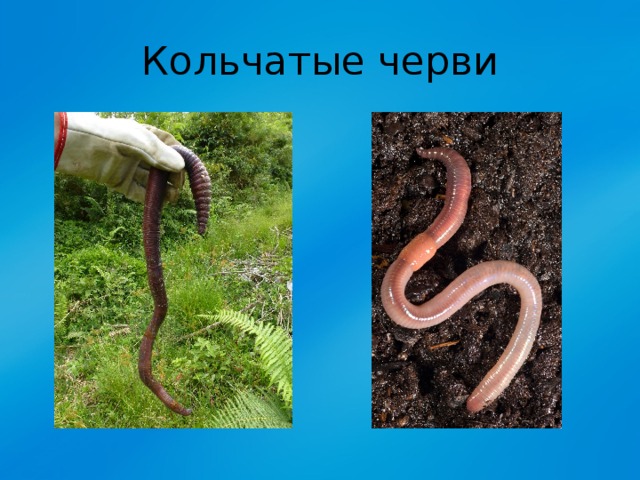 Кольчатые черви 