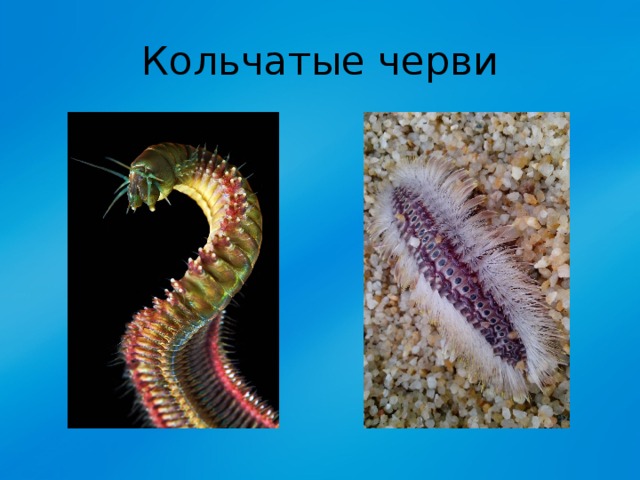 Кольчатые черви 
