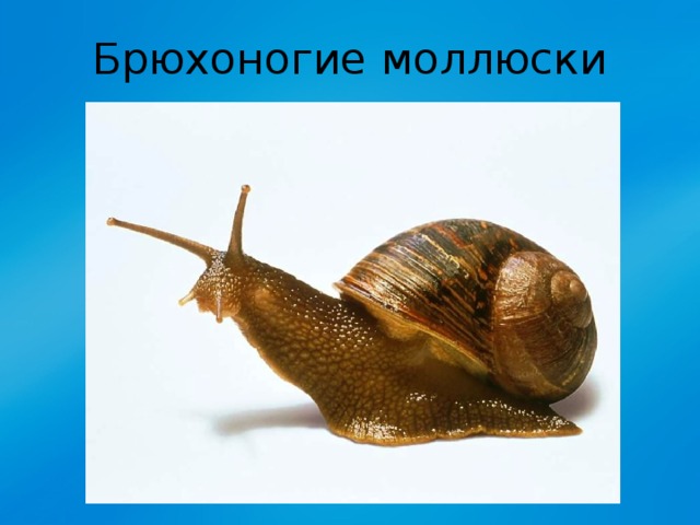 Брюхоногие моллюски 